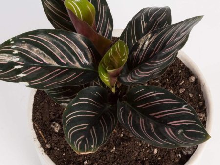 Calathea  Pinstripe  4  For Discount