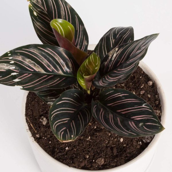 Calathea  Pinstripe  4  For Discount