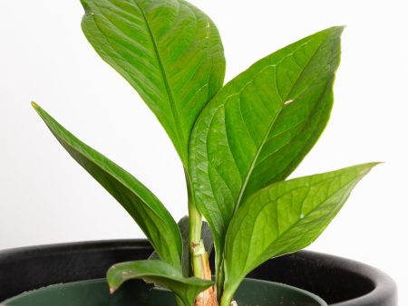 Anthurium  Cobra  4  Hot on Sale