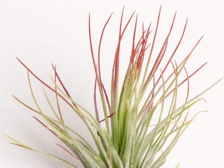 Air Plant  Andreana - Red  2-3  Online Hot Sale