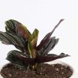 Calathea  Pinstripe  4  For Discount