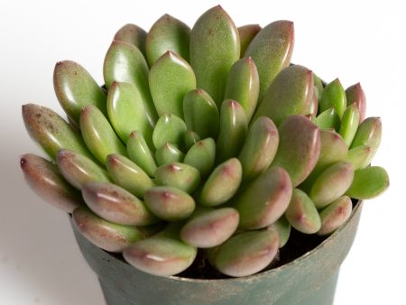 Succulent  Graptoveria - Bashful  2.5  Online now