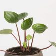 Peperomia  Watermelon  6  on Sale