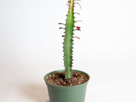 Cactus  African Milk Tree - Rubra  6  For Discount