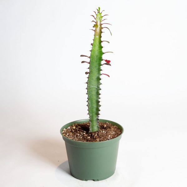 Cactus  African Milk Tree - Rubra  6  For Discount