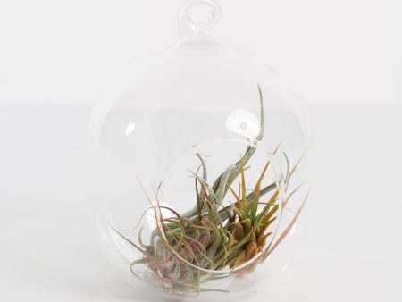 Oblong Hanging Terrarium Glassware For Sale