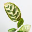 Calathea  Peacock  4  Supply