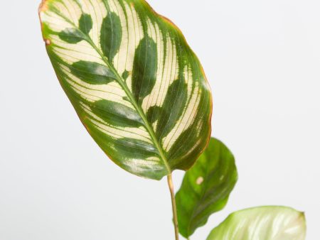 Calathea  Peacock  4  Supply