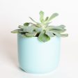 Succulent  Echeveria - Green Pearl  4  For Discount