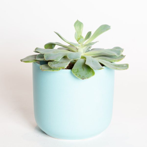 Succulent  Echeveria - Green Pearl  4  For Discount