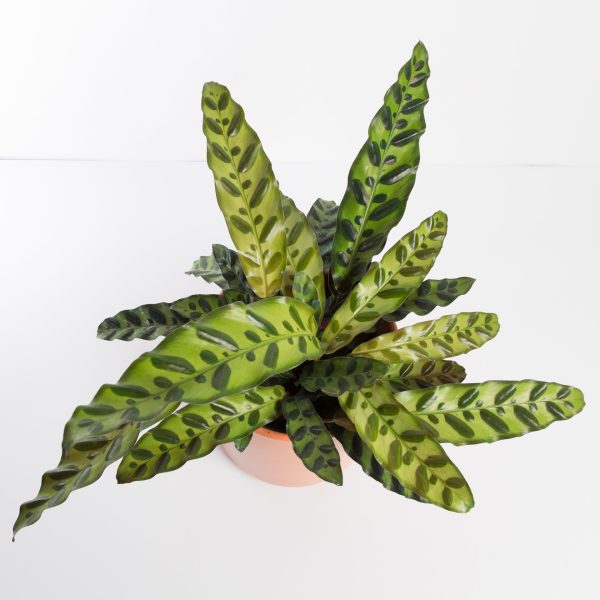 Calathea  Rattlesnake  4  Hot on Sale