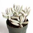 Succulent  Cocoon  2.5  For Discount