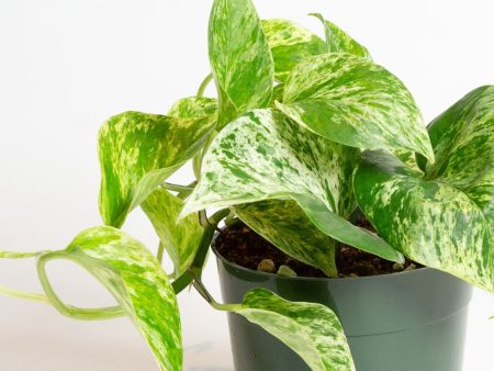 Pothos  Marble Queen  6  Cheap