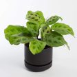 Prayer Plant  Green  6  on Sale