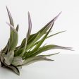 Air Plant  Velutina - Lavender Mist  3-4  Online now