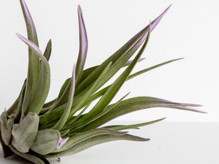 Air Plant  Velutina - Lavender Mist  3-4  Online now