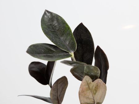 ZZ Plant  Raven  4  Online now