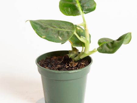 Dieffenbachia  Reflector  4  Supply