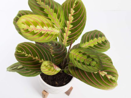 Prayer Plant  Red Veined  6  on Sale