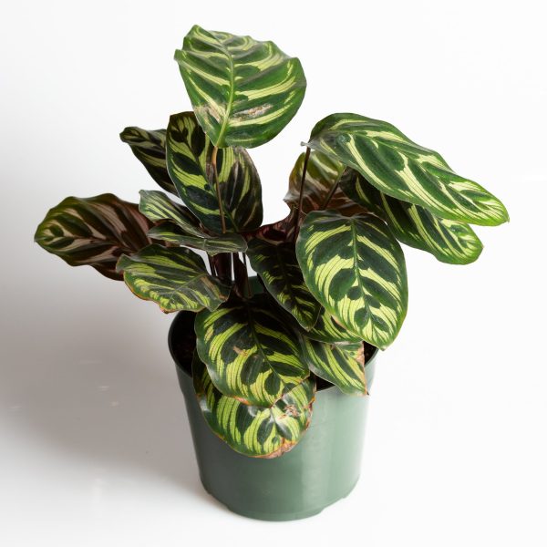 Calathea  Peacock  6  For Discount