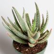 Aloe  Purple Haze  4  Online Sale