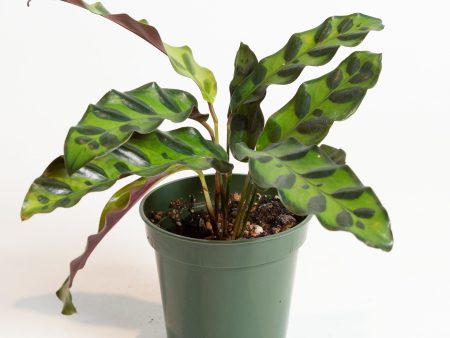 Calathea  Rattlesnake  4  Hot on Sale