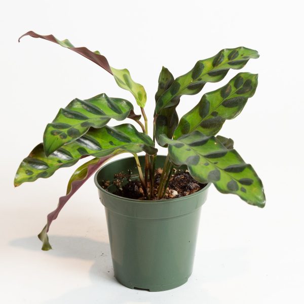 Calathea  Rattlesnake  4  Hot on Sale