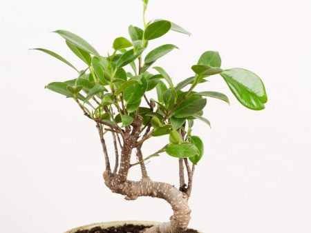 Bonsai  Fig - Retusa  4  (7-10 years old) For Discount