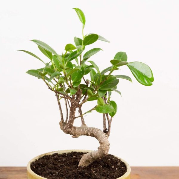 Bonsai  Fig - Retusa  4  (7-10 years old) For Discount