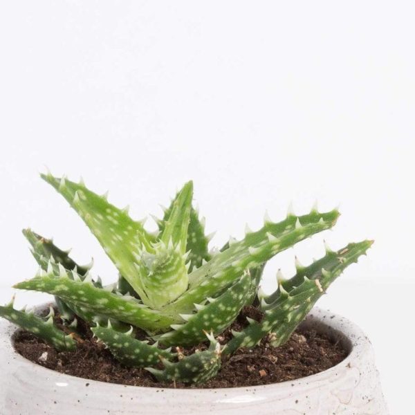 Aloe  Minnie Belle  2.5  Online Sale