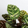 Calathea  Peacock  6  For Discount