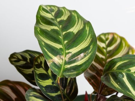 Calathea  Peacock  6  For Discount