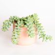 Succulent  Baby Burros Tail  6  Online