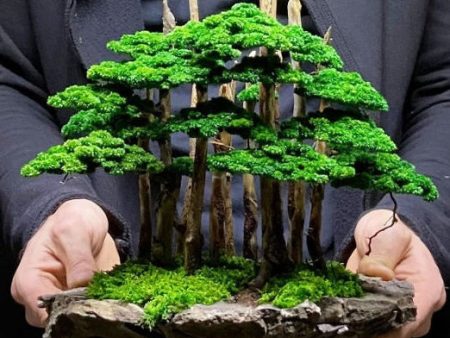 4 25 @ 6:00 Arbor Day - Beginner Bonsai Workshop Fashion