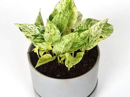 Pothos  Snow Queen  6  Online now