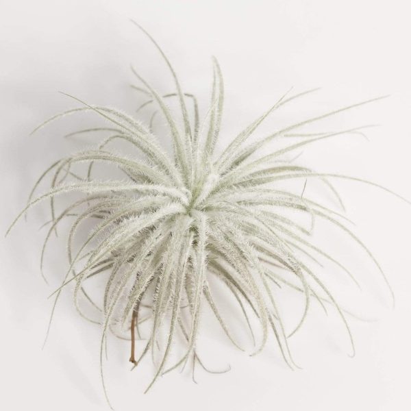 Air Plant  Tectorum Ecuador  2-3  Fashion