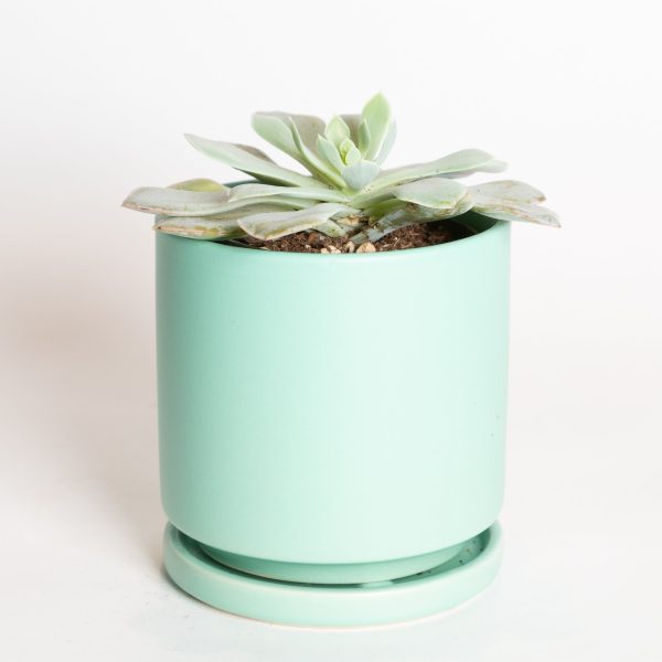 Succulent  Echeveria -  Blue Sky  4  Online Sale