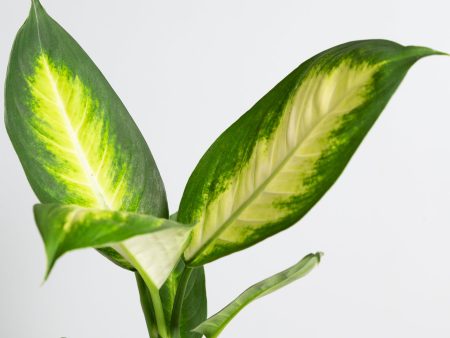 Dieffenbachia  Tropic Marianne  4  Online Sale