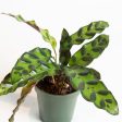 Calathea  Rattlesnake  4  Hot on Sale