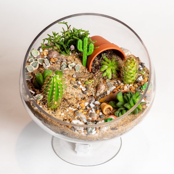 8.5  Slant Cut Terrarium with Stem Discount