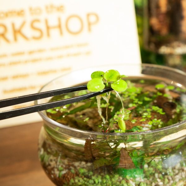 1 10 @ 6:00 Mini Desktop Water Gardens Workshop Sale