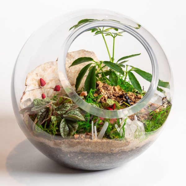 10  Glass Dome Terrarium Fashion