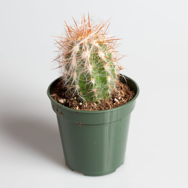 Cactus  Old Man of the Andes  4  Online Sale