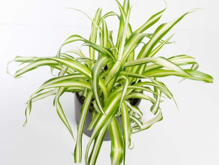 Spider Plant - Hawaiian  Variegated  6  Online