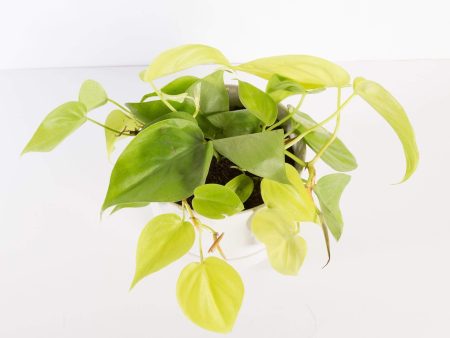 Pothos  Lemon Lime  6  Sale