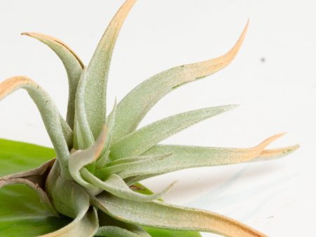 Air Plant  Harrisii - Terra Cotta  4-5  Sale