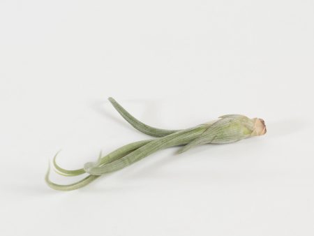 Air Plant  Baileyi  4-6  Online Sale