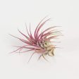 Air Plant  Raspberry Rubra  2-3  Fashion