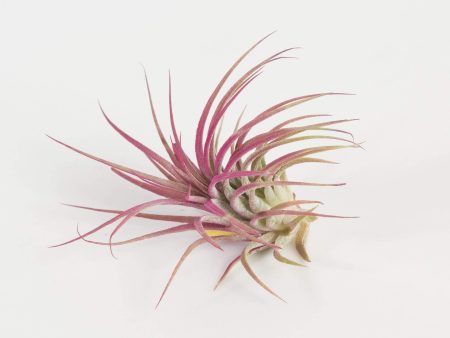 Air Plant  Raspberry Rubra  2-3  Fashion