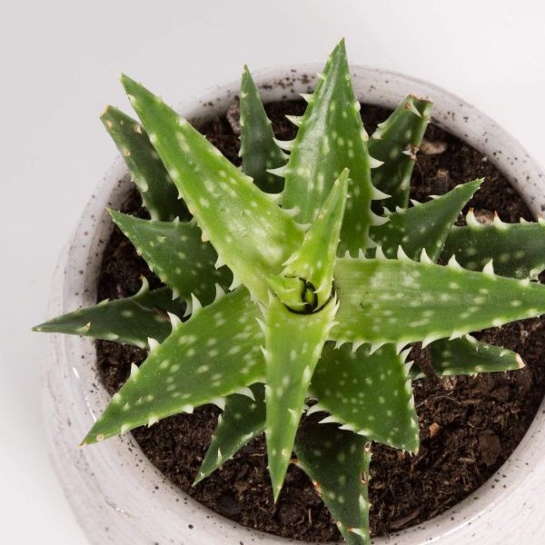 Aloe  Minnie Belle  2.5  Online Sale